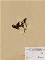 藏品(高山越橘)的圖片
